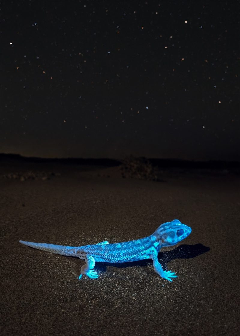 A gecko on dark desert sand fluorescing brilliant blue under ultraviolet light.