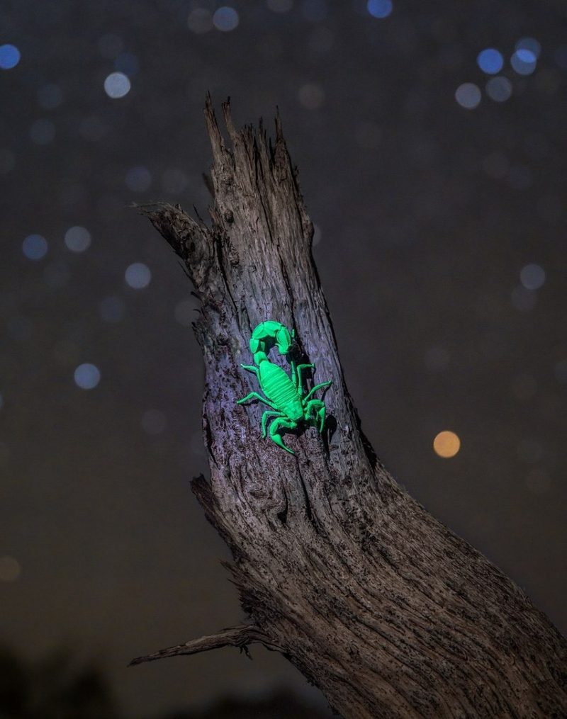 A scorpion glowing vivid green under ultraviolet light.